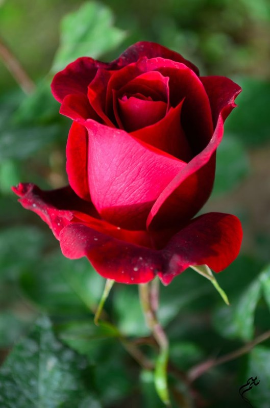 Roses